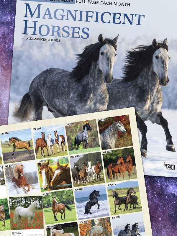 Bookie's  2023 365 Days of Horses Square Wall Calendar with Foil Stamped  Cover